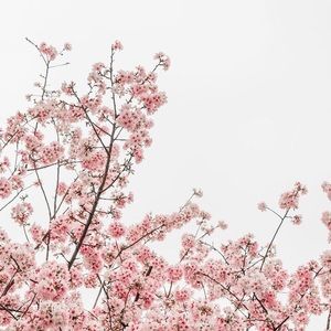 Meet your Posher, Cynthia